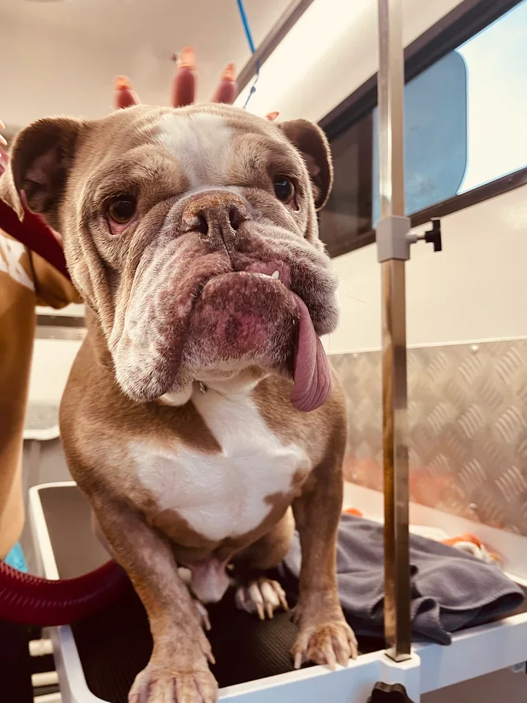 English bulldog on the grooming table