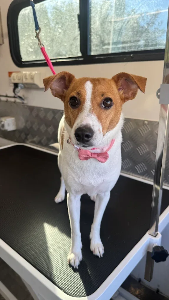 Jack Russell with a pink bow tie