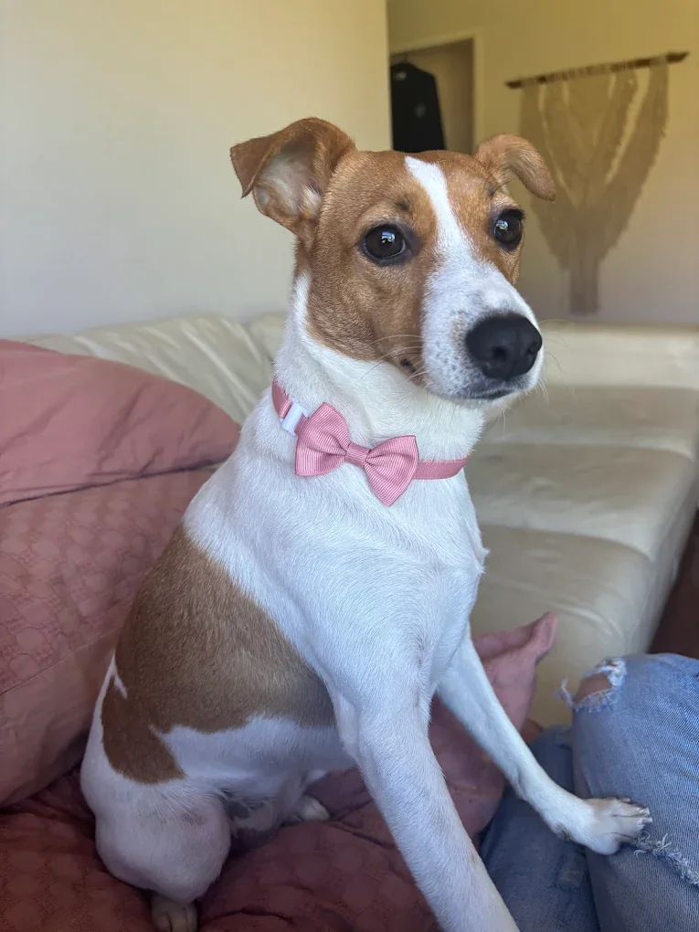 Jack Russell relaxing with a pink bow tie