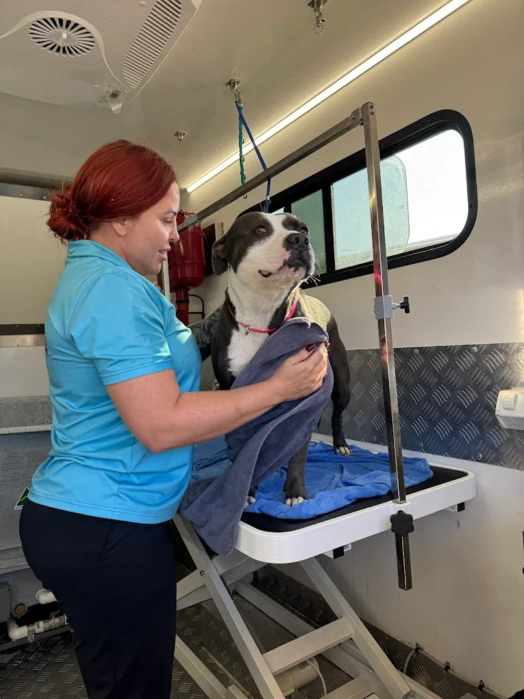 Paula gently towel-drying a dog inside the Bowtique mobile salon