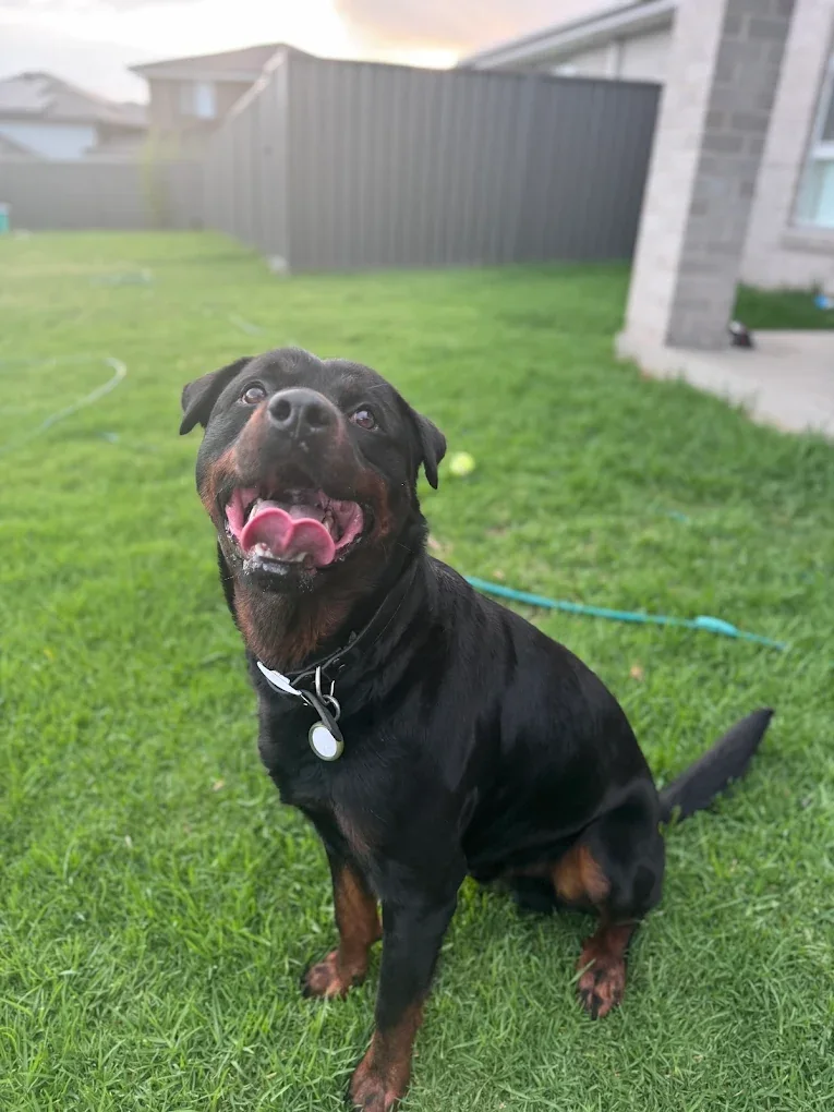Rottweiler smiling in the backyard