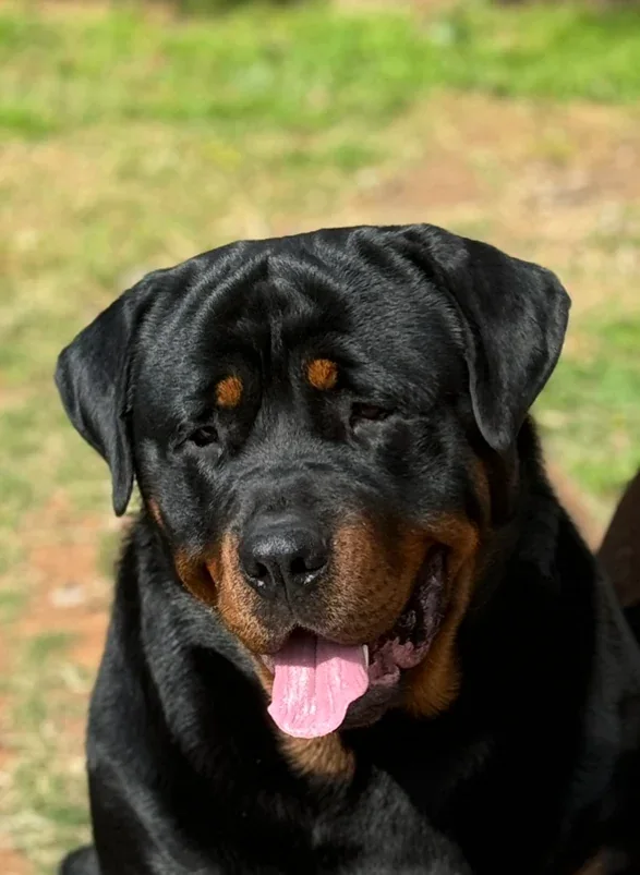 Rottweiler portrait