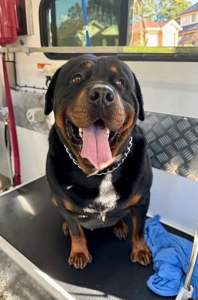 Happy Rottweiler after a wash