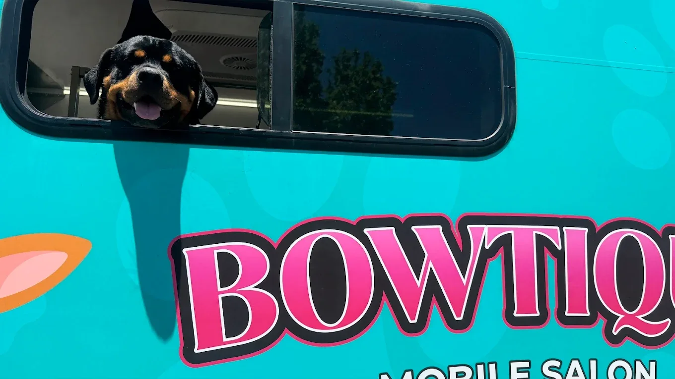 Rottweiler looking out the Bowtique van window