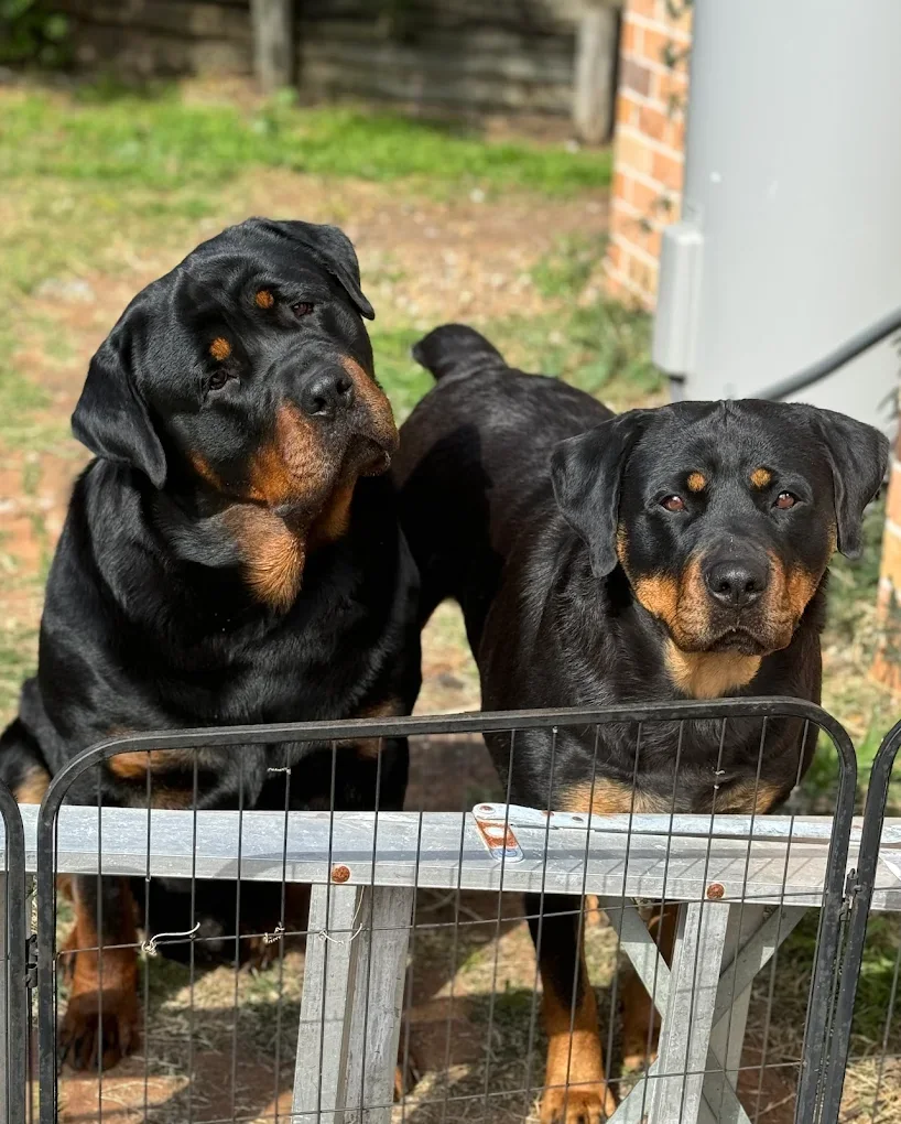 Two Rottweilers